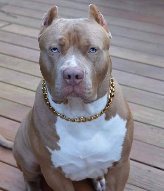 RvPaws Durable Pure Dog Brass Choke Chain Dog Training Brass Choke Chain Grinder with Swivel (Length 30 Inch, for X-Large Dog) (B0B562KG9X) Amazon Price History, Amazon Price Tracker