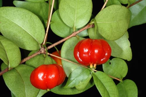 Ouro Verde, 2 Mudas de Pitanga - Eugenia uniflora