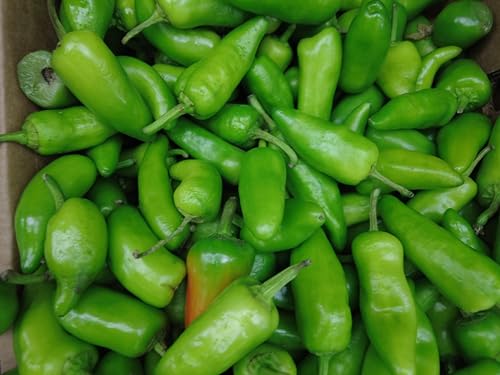 Fresh Organic Jalapeño Peppers by RawJoy Farms, 1 lb image 2