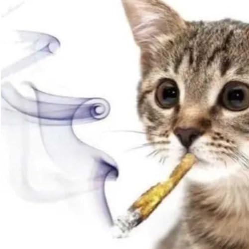 #0 - Pilot episode!!!!