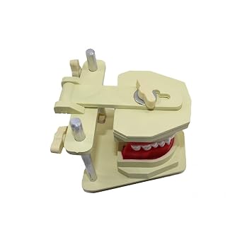 Orthodontic Typodont Model Designed for Orthodontic Practice and Teaching and Study