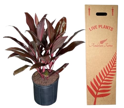 Cordyline Auntie Lou – Tropical Burgundy Foliage in 10-Inch Grower Pot for Indoor & Outdoor Use