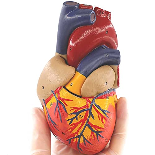 Modèle de cœur humain grandeur nature pour révisions d'anatomie et démonstrations