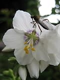 50 WHITE POLEMONIUM Coeruleum JACOB'S LADDER Flower SeedsComb S/H