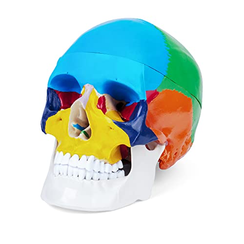 ERWEY Anatómica Didáctica Cráneo Color Esqueleto Modelo para Enseñanza de anatomía Color Cover