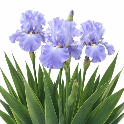 Victoria Falls Bearded Iris image