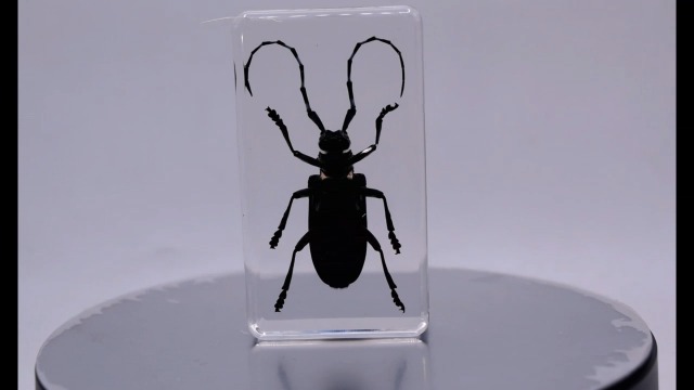 Image of 2.9 inch Real Citrus Long-Horned Beetle in Crystal Clear Lucite Resin Paperweight Specimen Preserved Anoplophora Chinensis Insect Taxidermy Collection for Biology Science Education Display Supplies