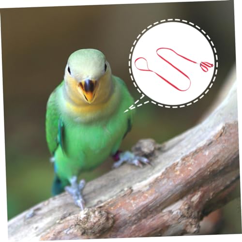 GANAZONO Coleira Para Animais De Estimação Suprimentos Para Animais De Estimação Brinquedo Para Anim