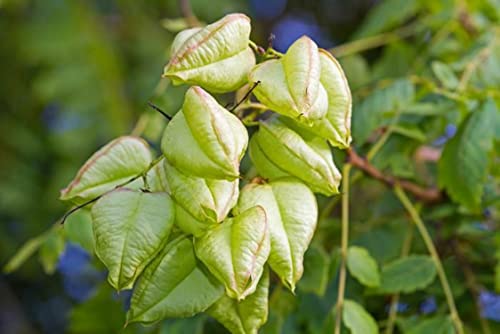 15 semillas de Savonnier - arbusto ornamental - semillas campesinas