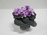 Farbe: lila Ziegler Usambaraveilchen Dekopflanze Kunstpflanze 23 cm lila violett N-31317-4 getopft F69