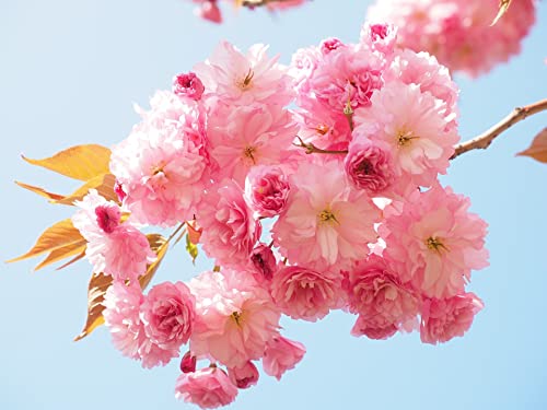 Japanese Cherry Blossom - Prunus serrulata Tree Seeds (x10) - Genuine UK Stock