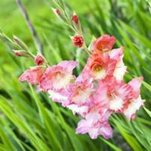 Gladioli bulbi,piante erbacee perenni,bulbi di fiori colorati,Resistenti,Pianta di gladiolo,Giardino del gladiolo in vaso,gladioli fiori,bulbi di gladioli(Non artificiali)-15bulbi-D