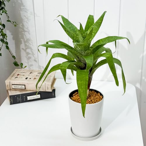 PLANCHU �ϗt�A�� �t���[�Z�A �I�X�s�i�G 4.5�� ���󂯎M�t�� ��ĕ��������t�� Vriesea ospinae �u�������A