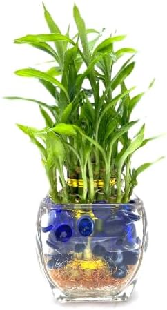 Generic Three Tier Live Lucky Bamboo Plant Indoor Home Glass Arrangement with Blue Decorative Marbles
