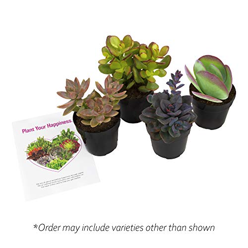 Altman Plants, Rosette Succulents Plants Live in Potting Soil (4PK), Assorted Succulents Live Plants Indoor Plants Live Houseplants, Live Succulent Plants Colorful House Plants Indoors Live Succulents - Thumbnail 7