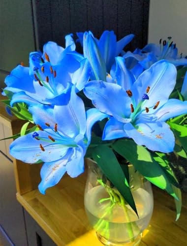 Bulbi di Giglio, Compatti,Freschi, Robusti, Naturali, Intatti-5 Bulbi-A