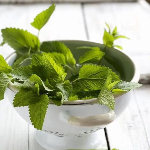 semillas de melisa orgánicas - cocina, balcón bálsamo de limón silvestres del balcón de primavera, resistentes 800pcs