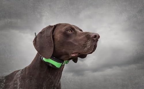 Détails techniques du SportDOG Traceur GPS