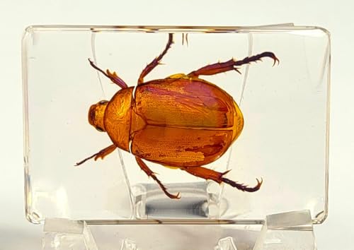 Image of 44mm Real Golden Christmas Beetle in Crystal Clear Lucite Resin Specimen Preserved Animal Insect Bug Taxidermy Collection for Biology Science Education & Desk Ornament Display