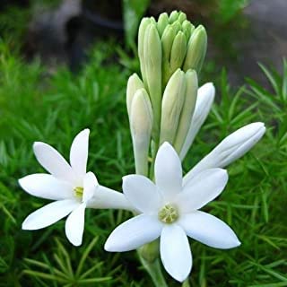 Live White Rajnigandha / Tuberose Beautiful and Charming Flower Plant For Home Garden Plant - Healthy 1 Live Plant (B0BM9RGY9L) Amazon Price History, Amazon Price Tracker