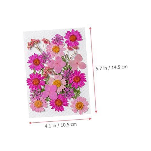 NOLITOY 50 flores secas para manualidades y decoración miniatura 3