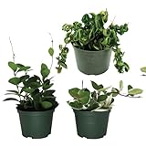 American Plant Exchange Assorted Hoya Plants – 4-Inch Pots, Pack of 3 – Live Flowering Wax Vines, Easy Care Indoor Plants with Colorful Blooms for Home, Garden, or Patio Decor