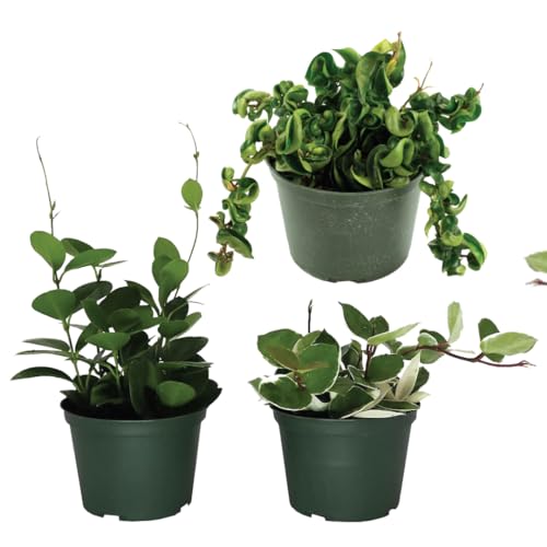 American Plant Exchange Assorted Hoya Plants – 4-Inch Pots, Pack of 3 – Live Flowering Wax Vines, Easy Care Indoor Plants with Colorful Blooms for Home, Garden, or Patio Decor