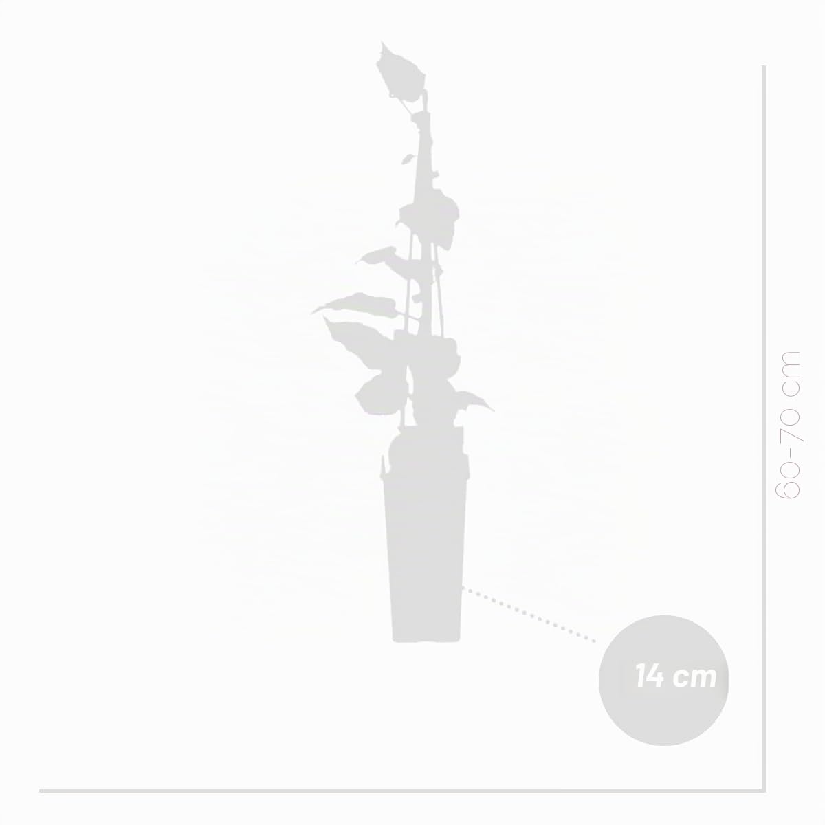 Bloomique - Set de 2 - Actinidia deliciosa ‘Jenny’ - Planta de kiwi - Planta frutal - Planta de jardín - Resistente al frío - 50-70 cm - Maceta 15 cm