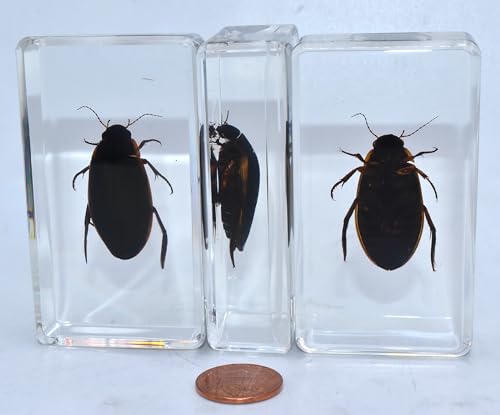 Image of 2.9 inch Real Golden Edge Great Diving Beetle in Crystal Clear Lucite Resin Paperweight Specimen Preserved Insect Bug Taxidermy Collection for Biology Science Education Desk Display Supplies