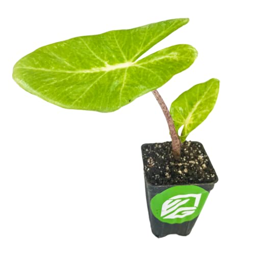 New Guinea Gold Elephant Ear Live Plant - Alocasia - Wellspring Garde Starter Plant - Exotic Elephant Ear Plant - Large Green Leaves - Ideal Home Decor - Tropical Foliage for Indoor/Outdoor Gardens