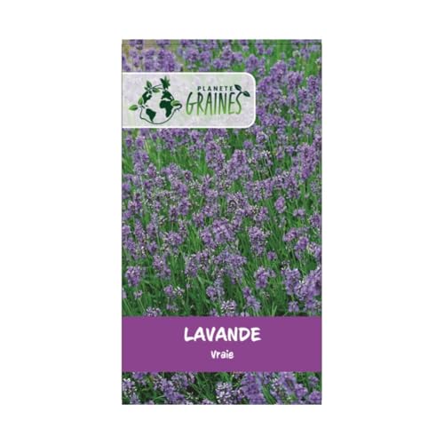 1000 Graines de lavande vraie - Lavandula - facile à cultiver