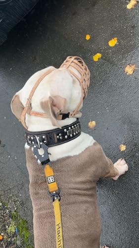 Maulkorb aus echtem Leder für American Bully, Bully XL und andere ähnliche Schnauzen (braunes Leder, AB2)