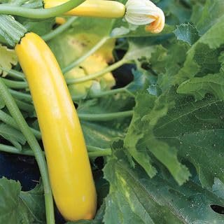 Park Seed Zucchini Squash Seeds – Grow Your Own Garden