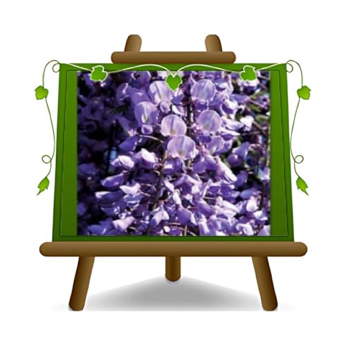 EURO PLANTS VIVAI Wisteria Floribunda Ito Koku Riu Glicine Blu Violetto Scuro - Piante Rampicanti Altezza 180-200 cm Vaso 17 cm