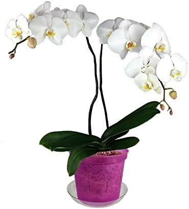 3" Slotted Clear Orchid Pots - 6 Pack (1, Wild Orchid)