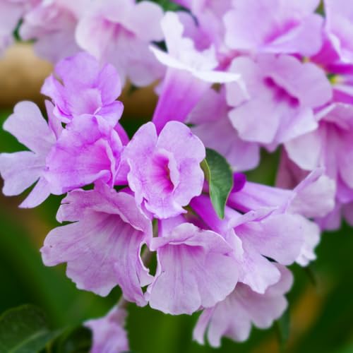 M-Tech Gardens Rare Garlic Vine Climbing Flowering Plant (Mansoa alliacea, Hybrid) Exotic 1 Live Flowering Plant