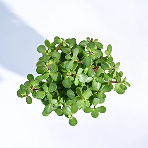 Image of UGAOO Combo of 2 Indoor Live Plants for Home Decor with Grow Pot - Money Plant Golden, Jade Plant