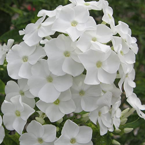 12 unità Phlox Paniculata 'White Admiral' - Phlox Paniculata 'White Admiral' Vaso 9x9cm ±1 m² - Phlox con Fiori Bianchi e Crescita Vigosa