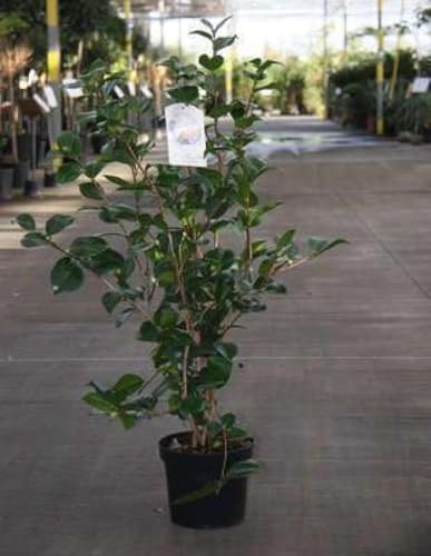 Camellia japonica in soorten-en var - Camellia japonica in soorten-en var 50-60 cm en pot
