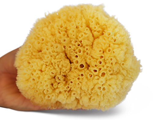 Real Natural Sea Sponges Multipack - 5Pc Spa Gift Set In Premium Bag, Kind On Skin, For Bath Shower Facial Cleansing, Pamper Moms Brides Girlfriends & Teens (5 Pack Standard Packaging) #TOP2