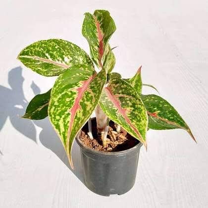Mphmi Nurseryplant Aglaonema Butterfly Manis - Plant