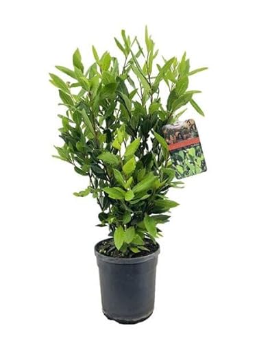 DECOALIVE Árbol Natural de Laurel Planta Aromática y Culinaria