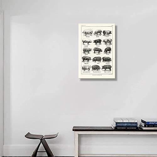 Pig Wall Art Canvas Framed Animal Posters Educational Wall Art Vintage Prints Pig Types Knowledge Poster Painting Farm Animal Wall Decor Artwork Framed 16X24(40X60Cm) #TOP2