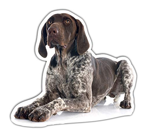 siviwonder Deutsch Kurzhaar DK Auto Aufkleber Photo Hundeaufkleber Dekor Hund Folie