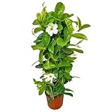 Live Mandevilla Vine Plant - Trellis - White Giant -...