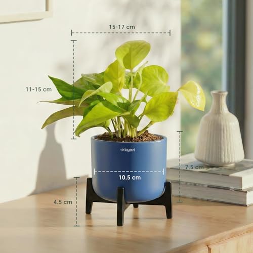 Image of Kyari Sansevieria Golden Hahnii Snake Plant Live Indoor Plant with Grey Self Watering Pot 4 Inch - Dwarf Snake Plant with Pot for Home, Bedroom, Office - Air Purifying Live Plant