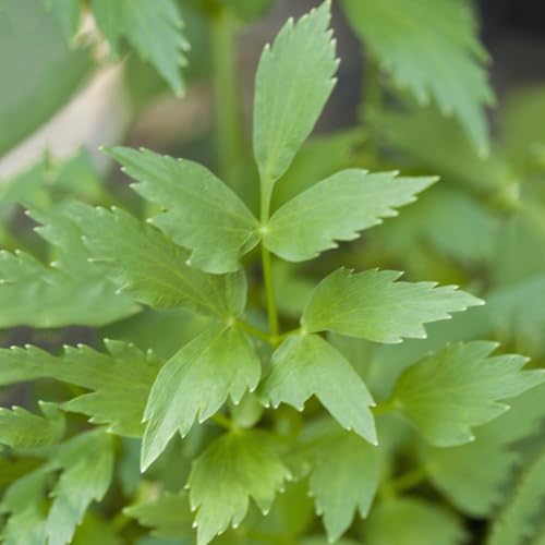 semi di levistico biologico - resistenti balconi esterni giardino interno decorazione 300pcs