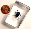 44mm Real Cobalt Blue Milkweed Beetle in Crystal Clear Lucite Resin Specimen Preserved Insect Bugs Taxidermy Crafts Collection for Biology Science Education & Desk Ornament Display Supplies #2