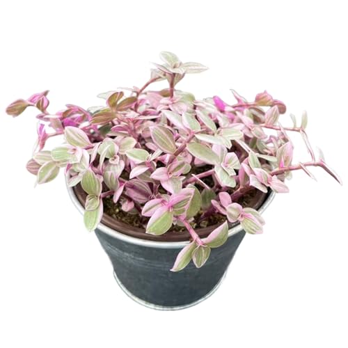 Live Succulent Plants Pink Lady (4 inch), with Matte Metal Pot, Easy Care Houseplant, Unique Gifts, Home Office Décor