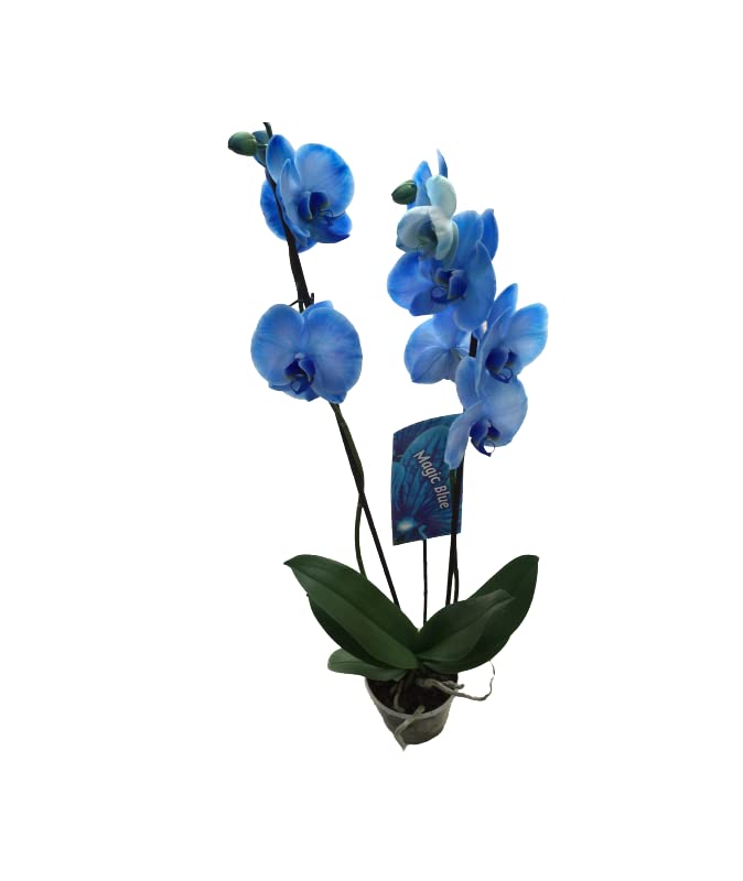 Orquídea Azul | DECOALIVE | Phalaenopsis | Planta Natural con Flores Azules | Buena Altura